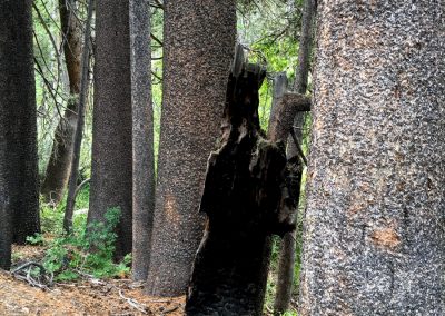 Scary bear tree trunk continues to terrify passers-by near Lake Olaine
