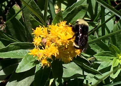 Mountain bees get with mountain flowers along the Shadow lake trail