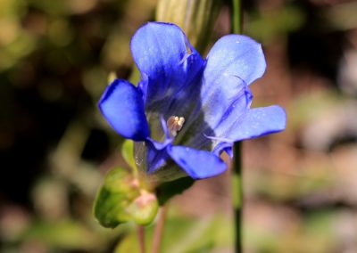 September wild flower on the trail to Shadow Lake