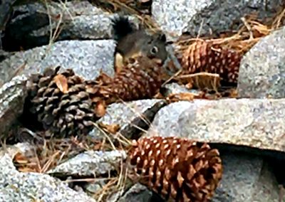 Chickaree takes entire pine cone in mouth