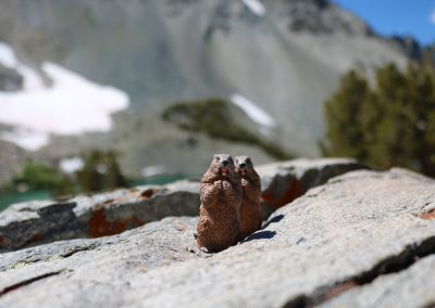 Cookie and Gertie at Barney Lake