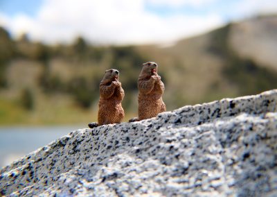 Cookie and Gertie look out at the habitat of their people