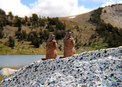 Cookie and Gertie commune with distant relatives