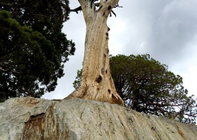 Petrified Juniper