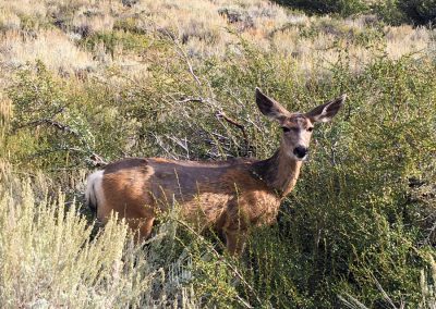 Generic deer almost lets me get close enough to pet it