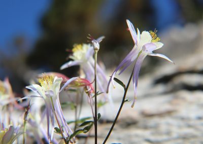 Wildflowers on the hike up to Duck Pass