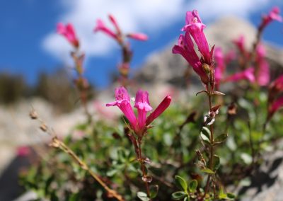 Wildflowers at Barney Lake