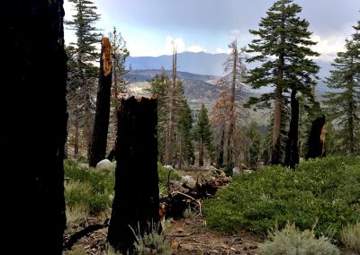 More stumps litter the switchback trail down from Sherwin Lakes