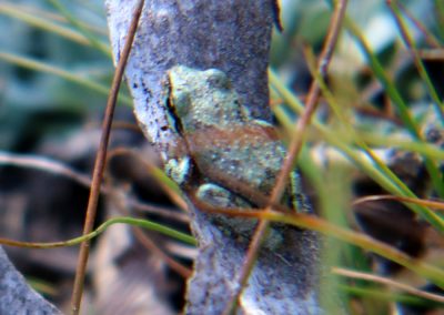 Frog blends in on branch in Dana Meadows