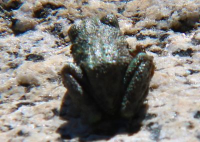 Little frog poses for a couple of pictures