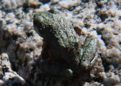 Frog is probably the size of a quarter