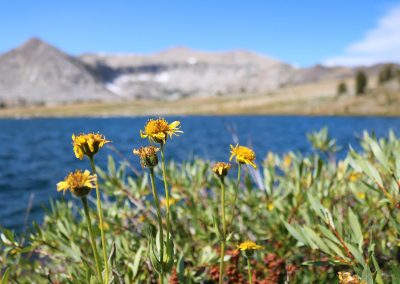 Wildflowers at Gaylor lake