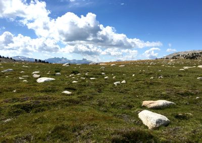 Marmot live among rocks at Gaylor lake