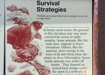 Marmots portrayed in all their glory on trail-side sign