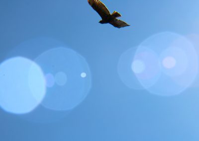 Golden Eagle flies overhead and w-02 somehow gets this gorgeous shot!