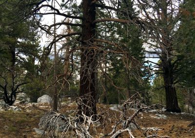 Burned tree looms over smaller burned out tree