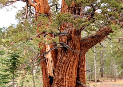 The trail to Valentine features some amazing Junipers