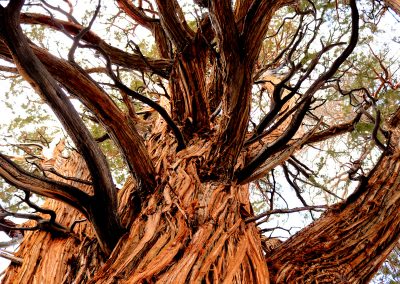 Juniper from below