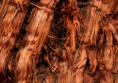 Texture of juniper tree