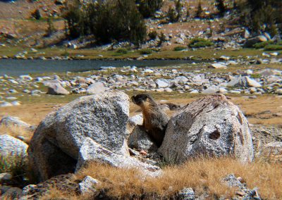 Marmot between the rocks