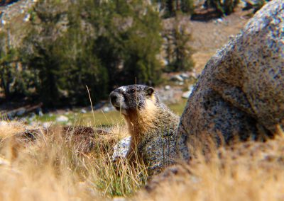 Marmot ponders the meaning of life