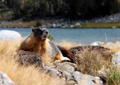 Marmot sits outside of den with lake view