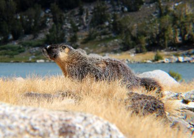 Marmot with wind blown look