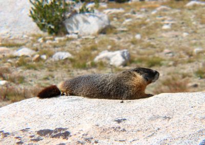 Marmot in profile