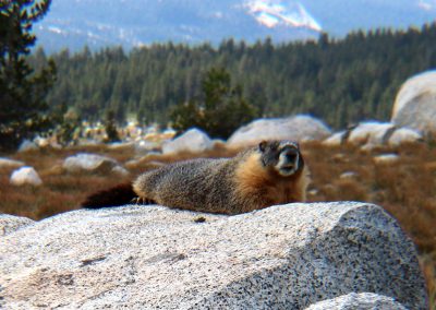 Marmot lays flat because we are getting too close