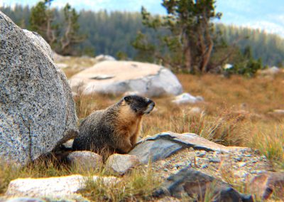 Marmot Senior Portrait