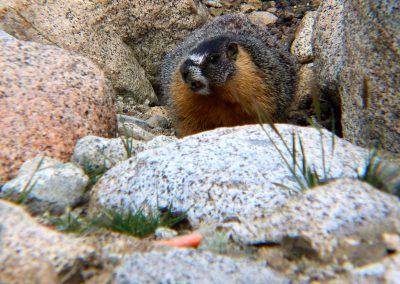 A different marmot is angered by our offering of a carrot