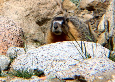 Toothly marmot grin