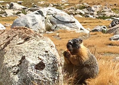 Marmot enjoys our offering of a carrot