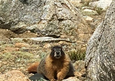 Lovely arm haunches of the beautiful marmot