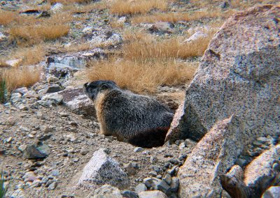 Marmot