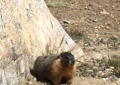 Marmot does upward dog yoga pose