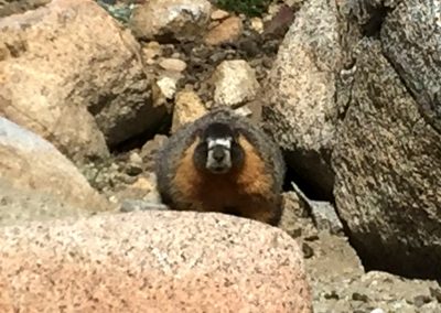 Marmot