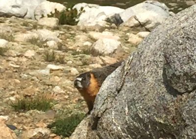 Marmot in active contemplation