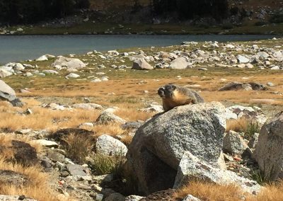 Marmot