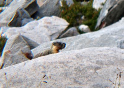 A blurry marmot at Barney Lake