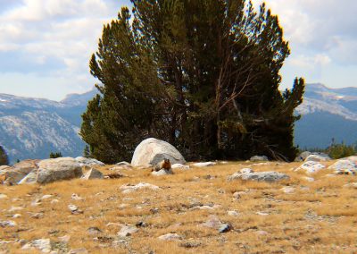 Marmot at a distance
