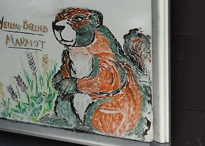 What, they've got marmots in Yosemite too!?!? Please, take my $30!