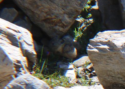 Our first Pike viewing!