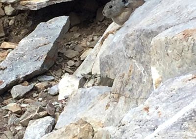 Pika reveal themselves on the trail back down to Barney