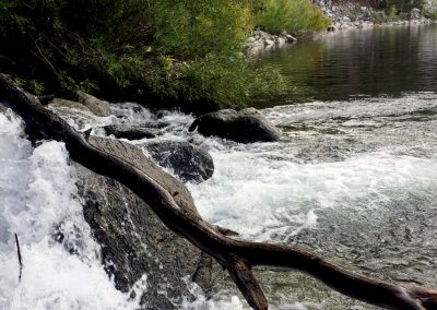 Trout jump upwards at the inlet to Sherwin Lakes
