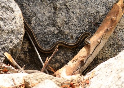 Eek, a snake-- Ruuuun for your liiiiife