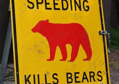 Speeding Kills Bears!?!? This is bad news as I have been speeding for years.