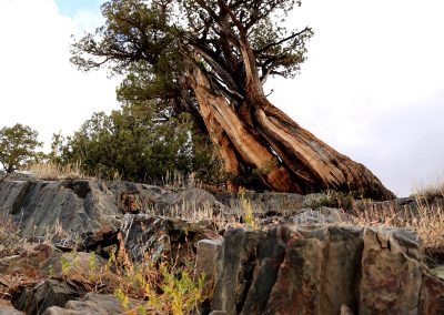 Twisted Juniper on the trail up to Shadow lake