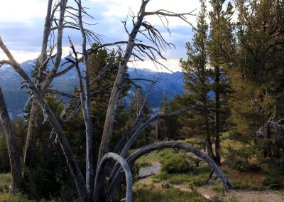 Wild trees at Minaret Vista