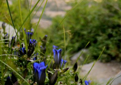 Wildflowers on the trail down from Shadow lake